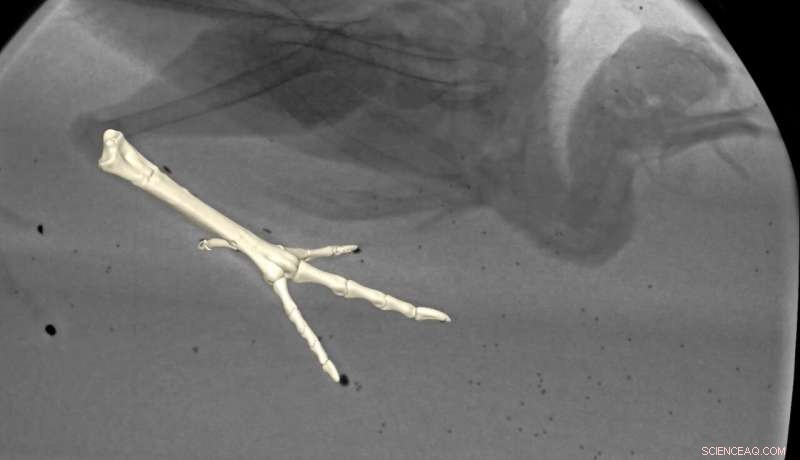 Guineafowl Footstep Patterns Unlock Clues to Ancient Dinosaur Tracks