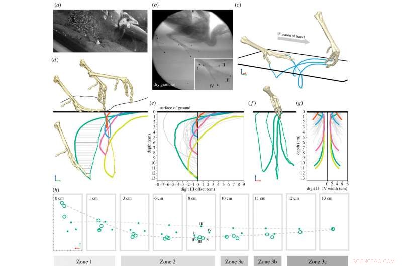 Guineafowl Footstep Patterns Unlock Clues to Ancient Dinosaur Tracks