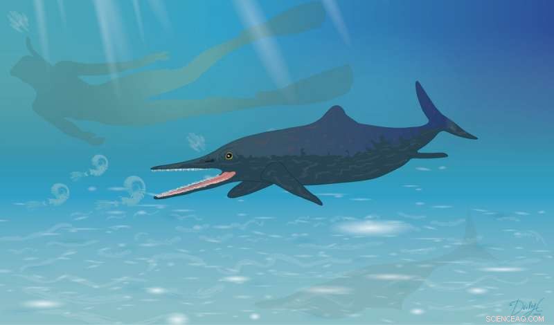 McGill and Stuttgart Researchers Identify New Ichthyosaur Species in Museum Collection