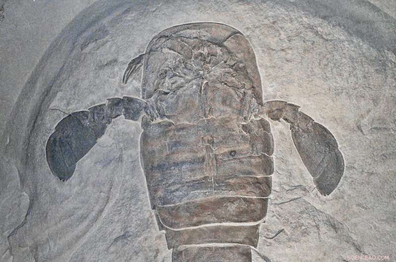 Australia s Giant Sea Scorpions: Underwater Titans of the Paleozoic Era