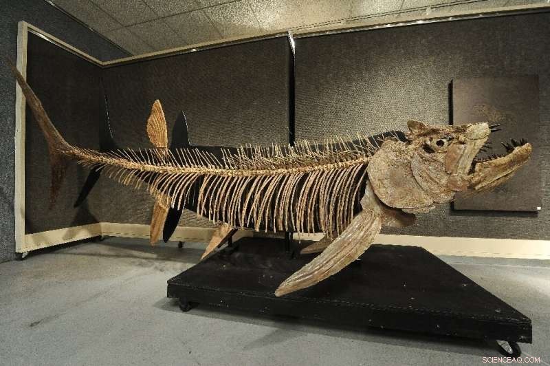 70‑Million‑Year‑Old Giant Fish Fossil Unearthed in Argentine Patagonia