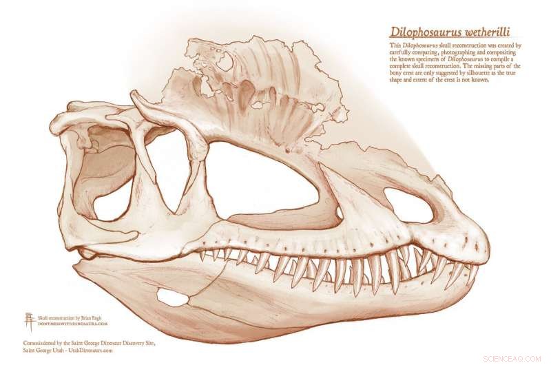 Dilophosaurus: The Bird‑Like Dinosaur Behind the Jurassic Park Myth