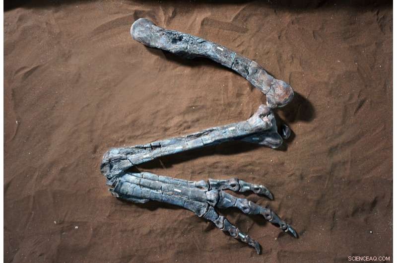 Dilophosaurus: The Bird‑Like Dinosaur Behind the Jurassic Park Myth