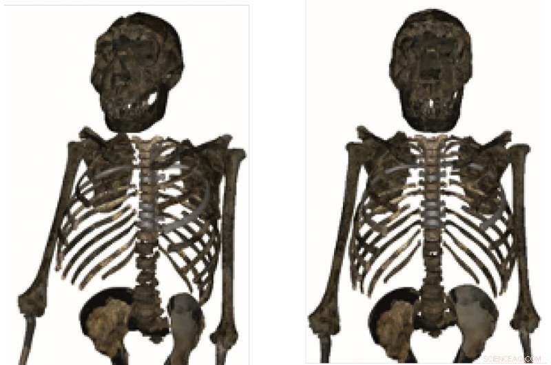 Ancient Homo erectus Reveals Stockier Build Than Modern Humans