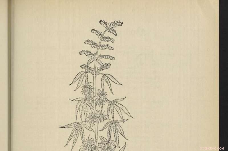 The Controversial History of Cannabis: From Forbidden Herb to Modern Debate