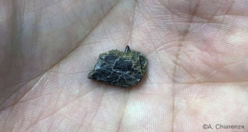 Alaskan Fossil Jawbone Reveals Rare Juvenile Arctic Dromaeosaurid Dinosaur