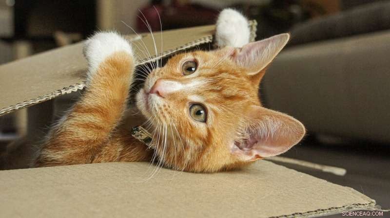 Cats on the Silk Road: Evidence of Pet Ownership Over 1,000 Years Ago