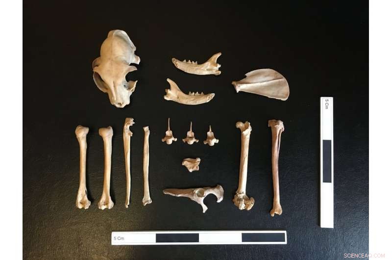 Cats on the Silk Road: Evidence of Pet Ownership Over 1,000 Years Ago