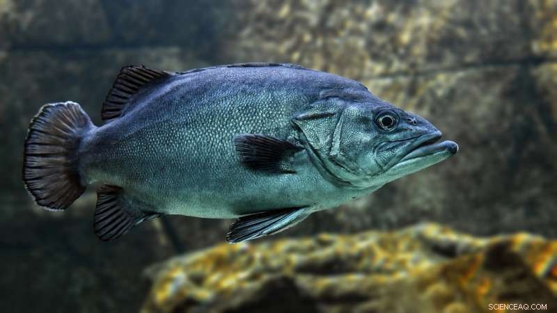 COVID‑19 and Brexit: A New Dawn for UK Fish Stock Recovery