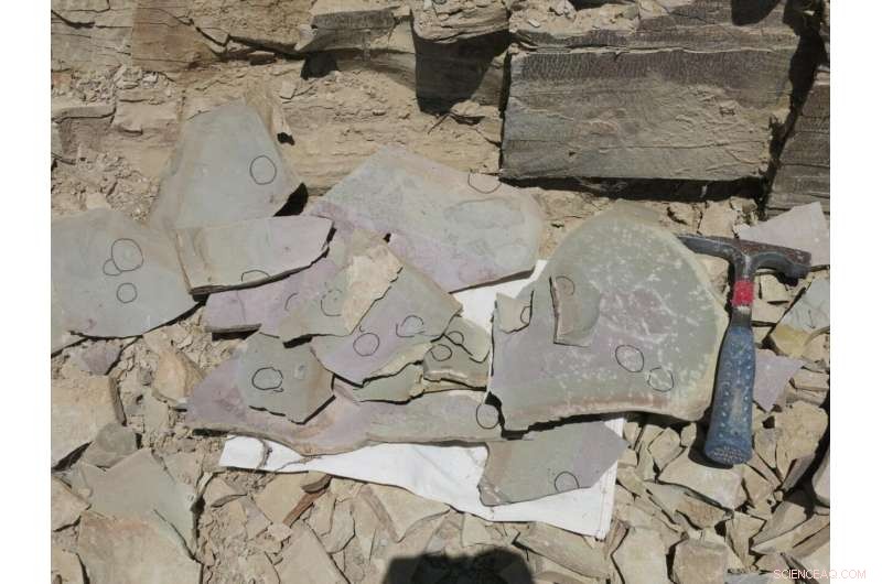 Explore Elrathia kingii: The Classic Trilobite of Western Utah