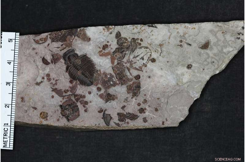 Explore Elrathia kingii: The Classic Trilobite of Western Utah