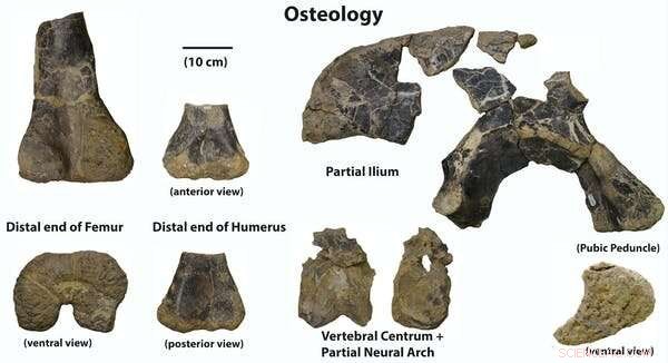 Swiss Discovery of Schleitheimia Reveals Missing Piece in Sauropod Evolution