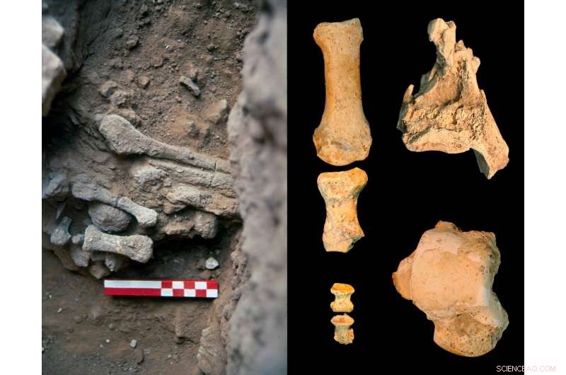 Amud 9 Revealed: A 60‑kg Neanderthal Woman from the Late Pleistocene