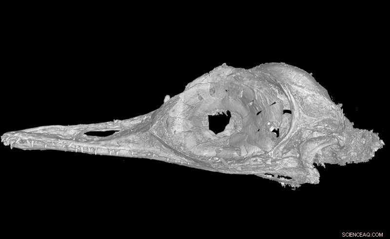 Nature Retracts Paper Claiming Hummingbird-Sized Dinosaur Discovery