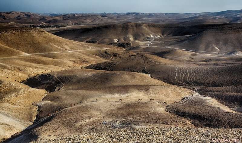 Archaeologists Uncover Byzantine-era Negev Economic Collapse Through Grape Pips