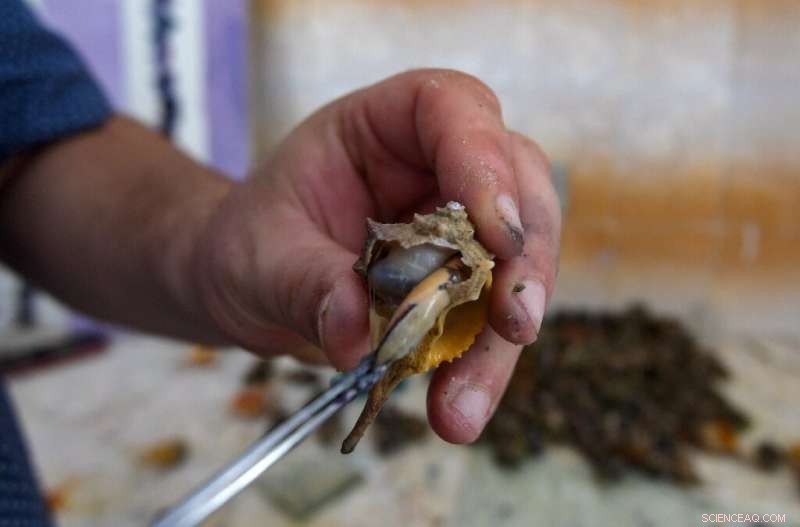 Reviving Tunisia’s Ancient Purple Dye: How a Modern Artisan Recreated a Royal Imperial Color