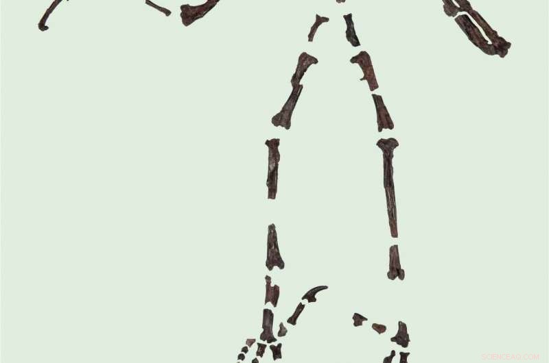 Scientists Unveil Fully Preserved 55‑Million‑Year‑Old Owl Skeleton, Earliest Known Complete Fossil