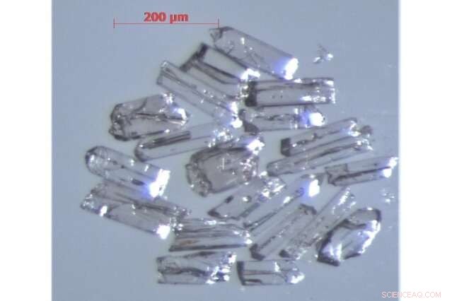 New Research Clarifies Early Dinosaur Evolution Using Precise Zircon Dating