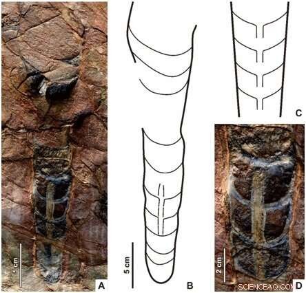 First Global Discovery of Extinct Cephalopod Sinoceras chinense in Thailand