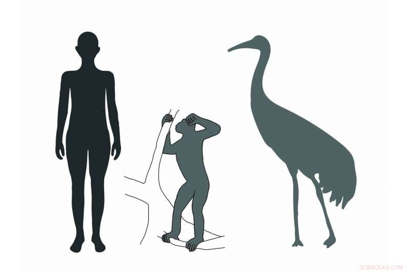 Discover the 11‑Myr‑Old Giant Crane of Southern Germany