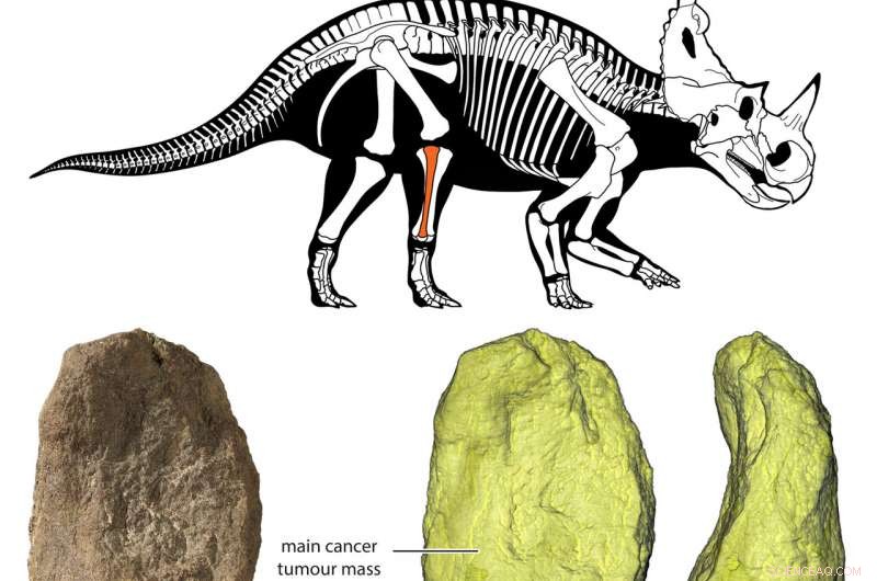 Groundbreaking Study Detects Malignant Cancer in Dinosaur for First Time