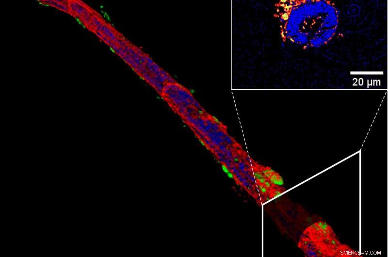 Mineralization Explained: How Ancient Textiles Become Fossilized Artifacts