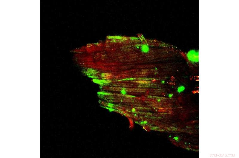 Mineralization Explained: How Ancient Textiles Become Fossilized Artifacts