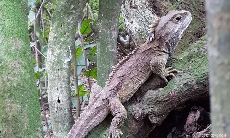 Tuatara Genome Sheds Light on Evolutionary Links Between Reptiles and Mammals