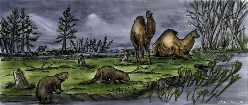 Ancient Arctic Beavers Primarily Chewed Trees for Food, Not Dam Construction