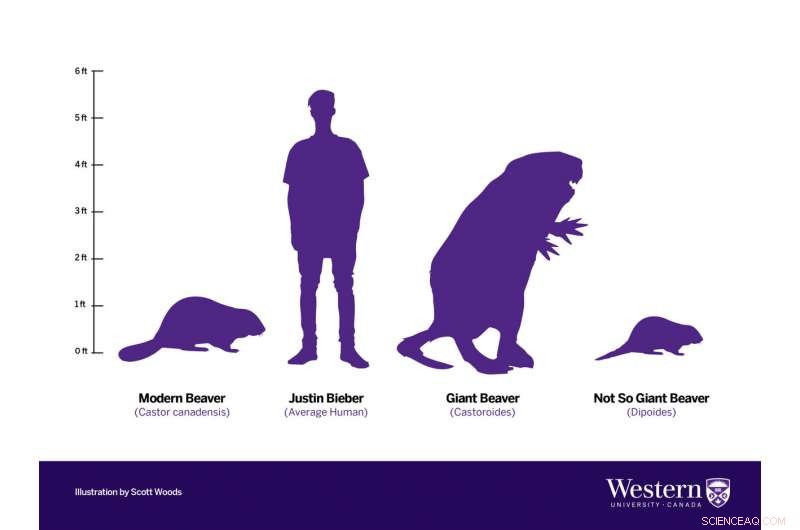 Ancient Arctic Beavers Primarily Chewed Trees for Food, Not Dam Construction