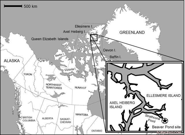 Ancient Arctic Beavers Primarily Chewed Trees for Food, Not Dam Construction