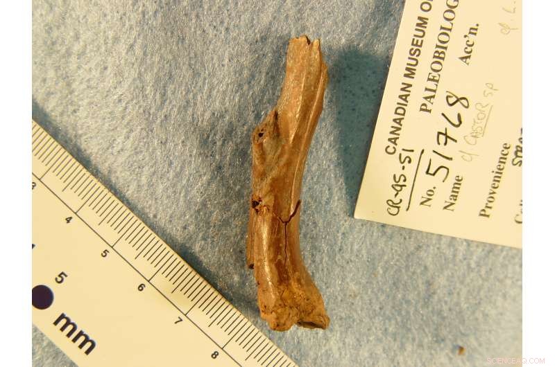 Ancient Arctic Beavers Primarily Chewed Trees for Food, Not Dam Construction