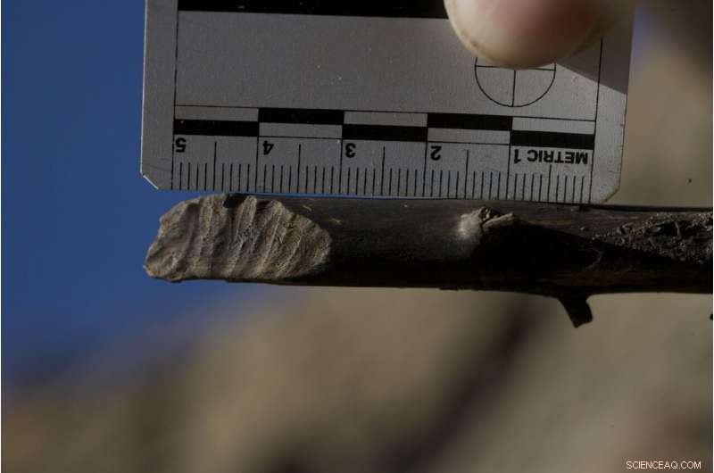 Ancient Arctic Beavers Primarily Chewed Trees for Food, Not Dam Construction