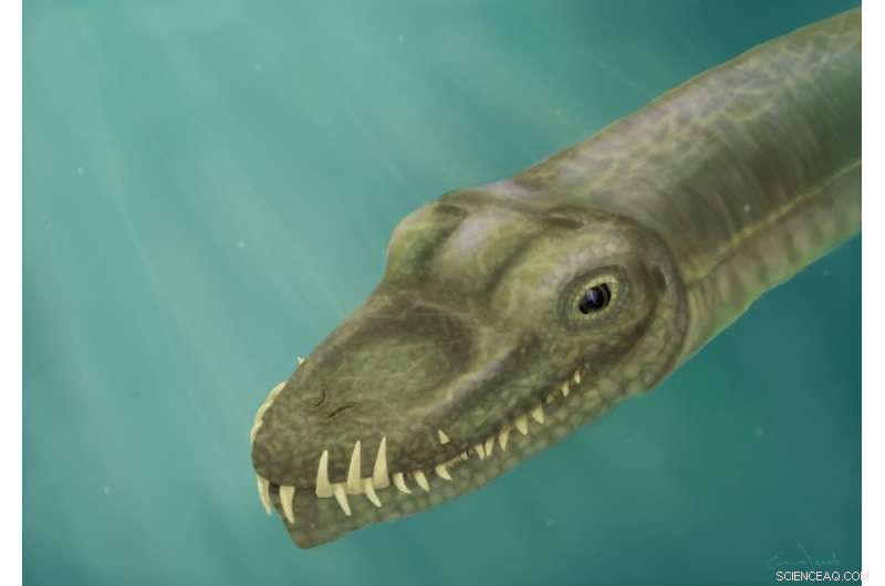 New Evidence Reveals Tanystropheus Was a Marine Reptile, Not a Land Dweller