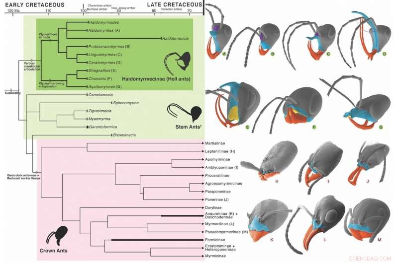 Fossil Reveal: How 99‑Million‑Year‑Old Hell Ants Used Headgear to Hunt
