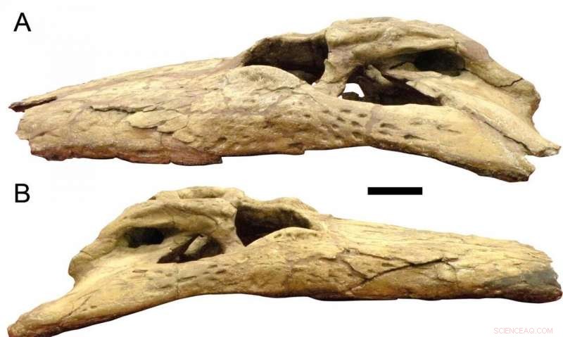 New Research Reveals Deinosuchus’s Massive Bite: Teeth the Size of Bananas