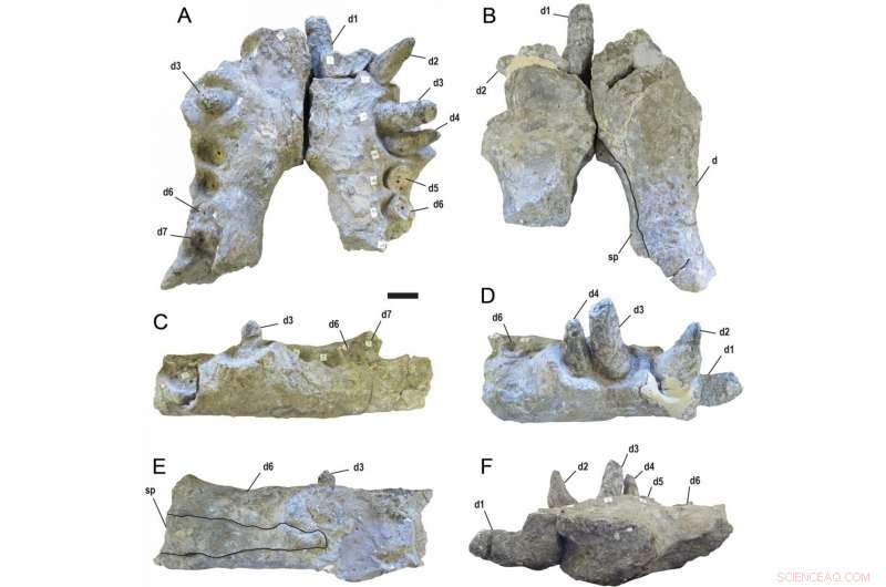 New Research Reveals Deinosuchus’s Massive Bite: Teeth the Size of Bananas