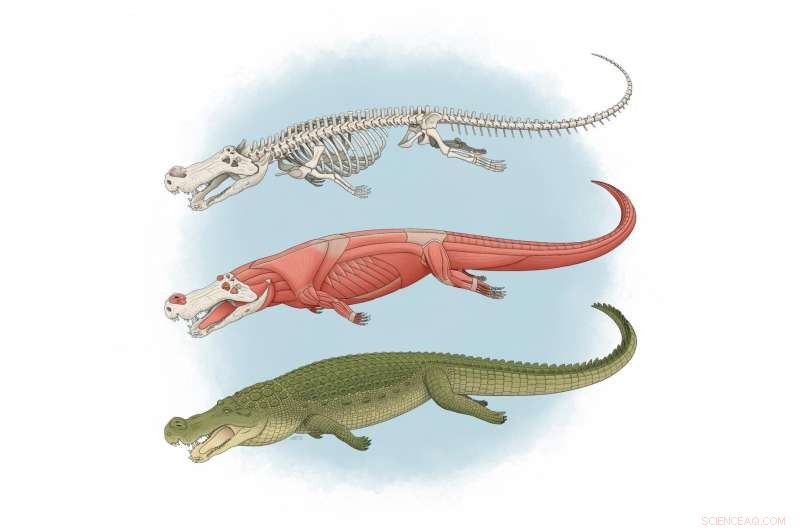 New Research Reveals Deinosuchus’s Massive Bite: Teeth the Size of Bananas