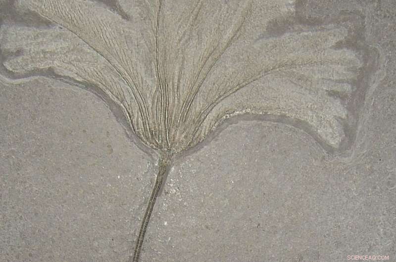 How Ancient Sea Creatures Traveled Across Oceans on Rafts – A Scientific Breakthrough