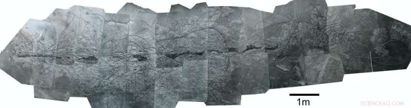 How Ancient Sea Creatures Traveled Across Oceans on Rafts – A Scientific Breakthrough