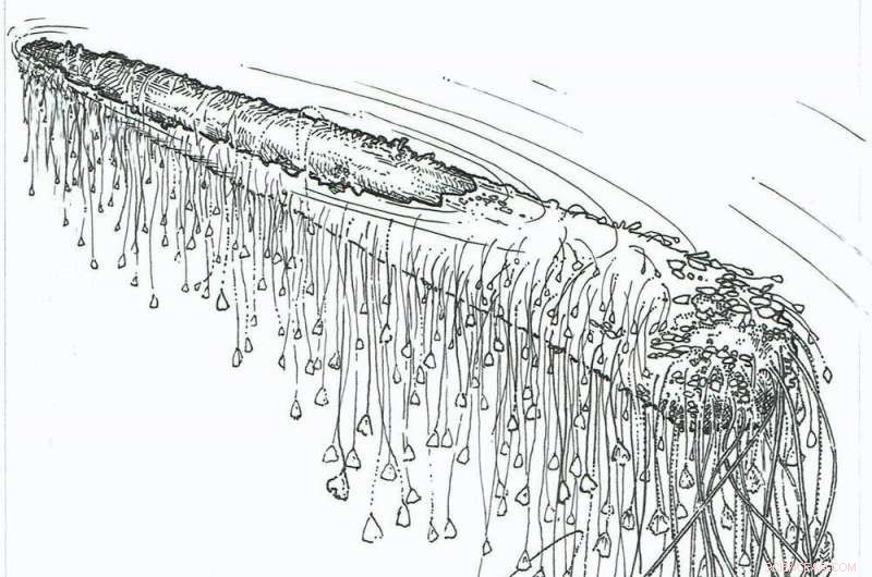 How Ancient Sea Creatures Traveled Across Oceans on Rafts – A Scientific Breakthrough