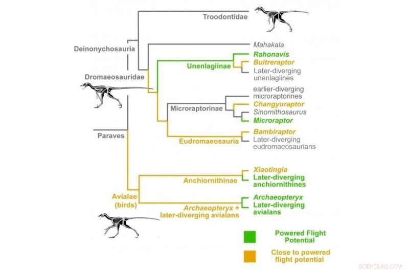 From Flightless to Flyer: How Bird Relatives Approached Powered Flight