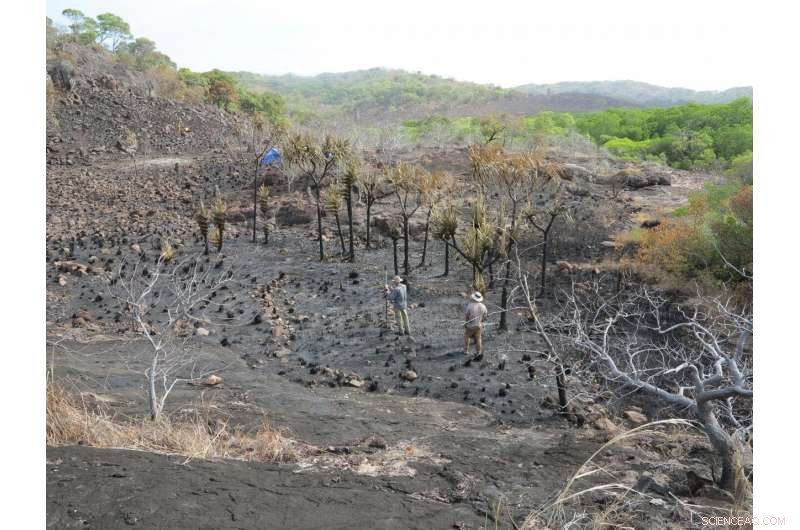 New Study Reveals Indigenous Australians Cultivated Bananas Over 2,000 Years Ago