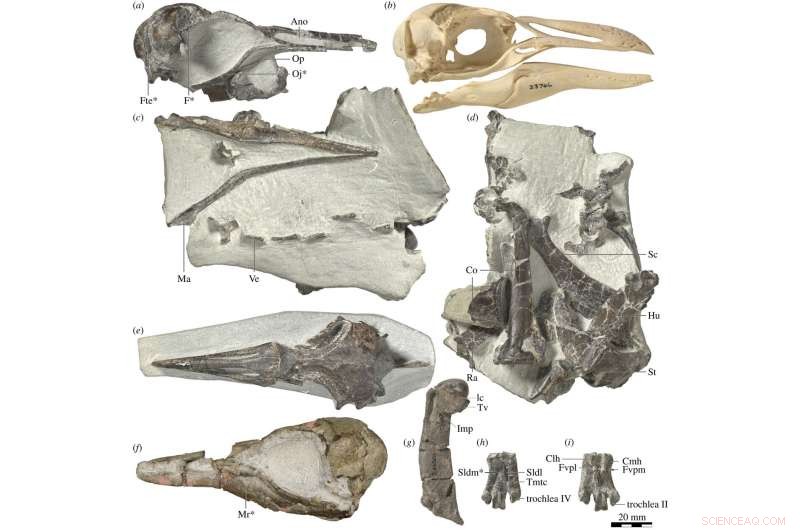New Zealand Reveals Ancient Crested Penguin Fossil, Expanding Avian Heritage