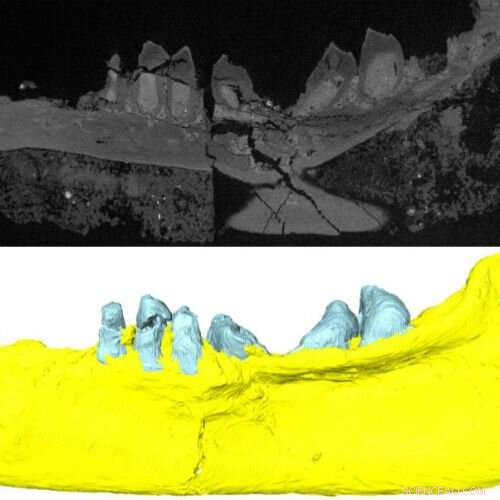 Paleontological Insights: Reptiles of Ancient North America on South Wales  Island Archipelago