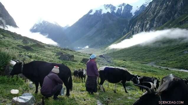 Reviving Nepal’s Yak Cheese: Protecting Tradition Through Pastoralist Practices