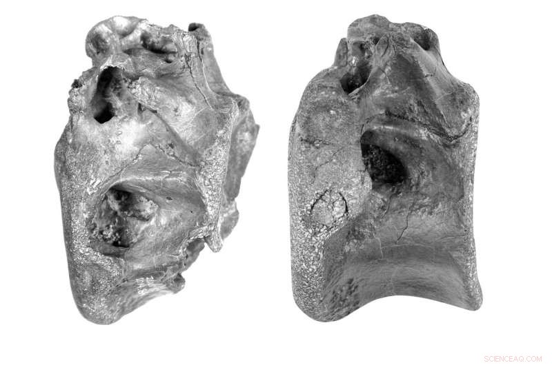 Scientists Identify New Theropod Species on Isle of Wight