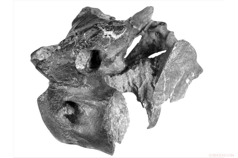 Scientists Identify New Theropod Species on Isle of Wight