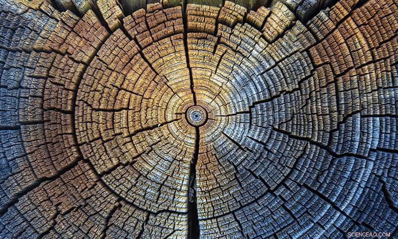 New Global Standard Enhances Carbon Dating Accuracy, Illuminating History