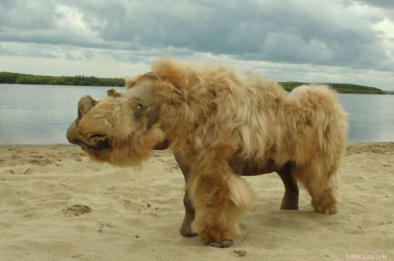 New Genomic Evidence Shows Climate, Not Humans, Killed Woolly Rhinoceros